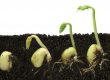 soil health