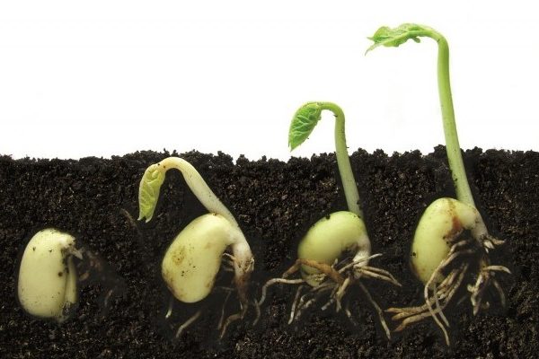 soil health