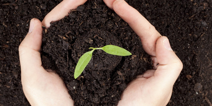 Compost with hands