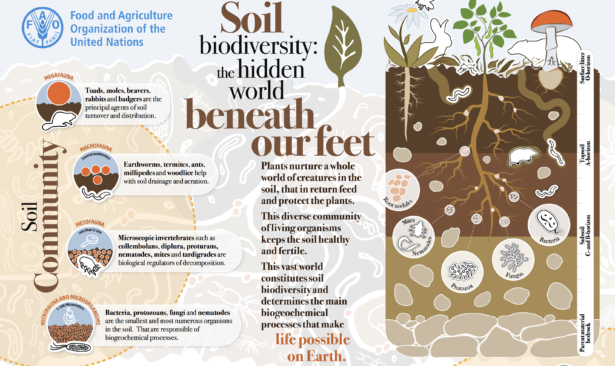 UN World Soil Day