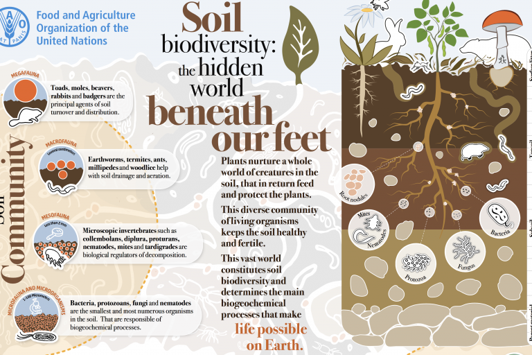 UN World Soil Day