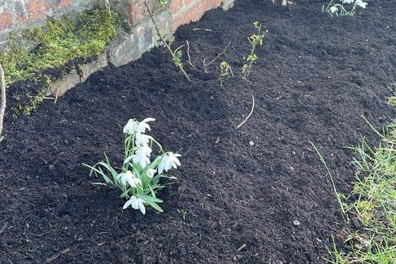 Rejuvenate soil improver