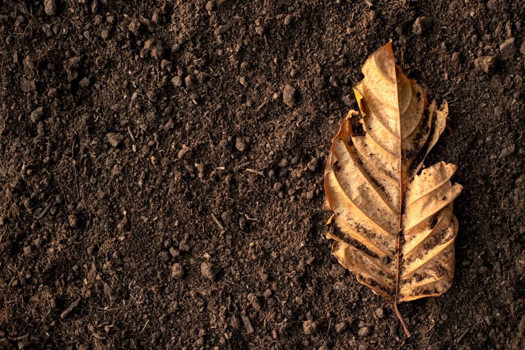 A dry leaf placed on soil