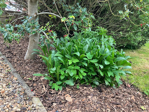 Aesthetically pleasing green push on woodland bark