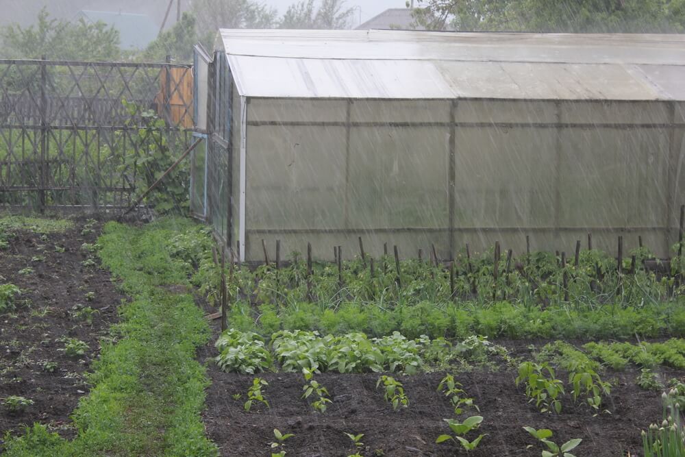 Raining on an allotment
