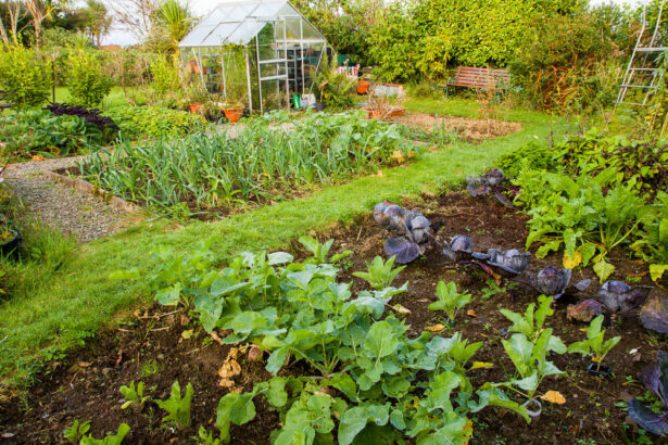Well nourished allotment with a variety of plants