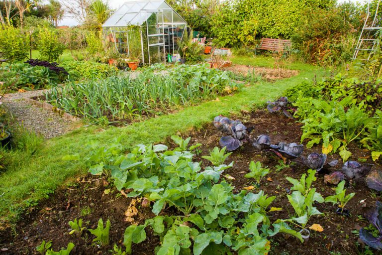 Well nourished allotment Well nourished allotment with a variety of plants