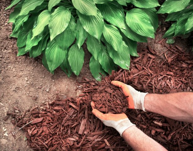 A beginners guide to mulch