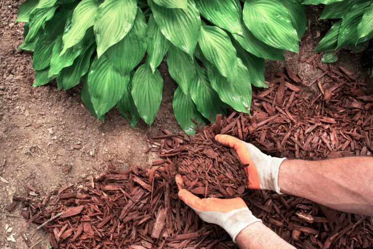 mulching A beginners guide to mulch