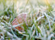 Frost on garden