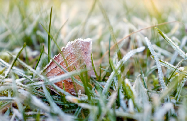 Frost on garden
