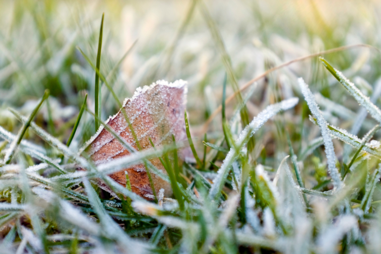 Frosty-Garden Frost on garden