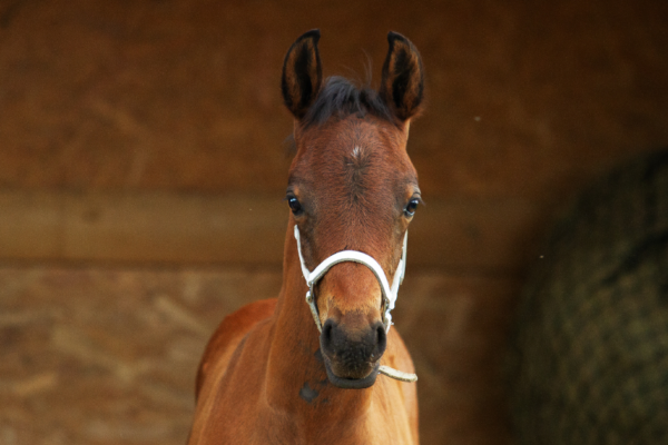Thoroughbred-Foal Thoroughbred-Foal