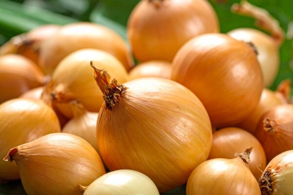 Firefly_small pickling onions on green foliage 386181