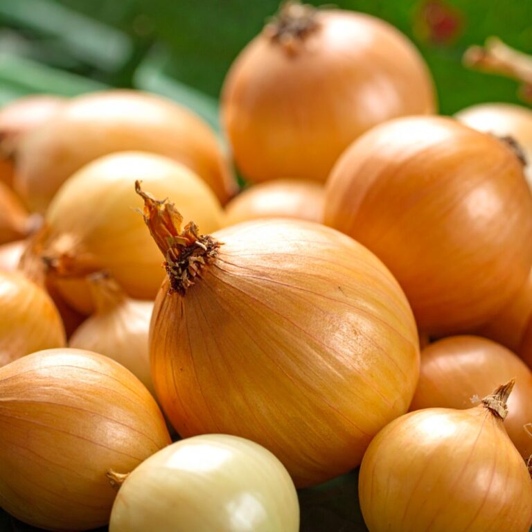 Firefly_small pickling onions on green foliage 386181